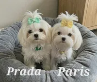 Paris Prada, a female Maltese for sale in Mooresville, NC – 1 of 1