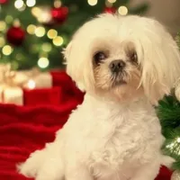 Barry, a male Maltese for sale in Mooresville, NC – 1 of 1
