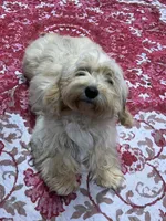 PJ (make me an offer), a female Cockapoo for sale in Mooresville, NC – 2 of 4
