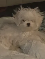 Korean Peanut , a male Maltese for sale in Mooresville, NC – 3 of 3