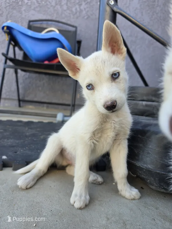 Boy  – Alaskan Husky puppy for sale in Victorville, CA