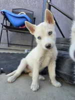 Boy , a male Alaskan Husky for sale in Victorville, CA – 1 of 4