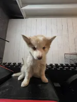 Girl home , a female Alaskan Husky for sale in Victorville, CA – 3 of 5