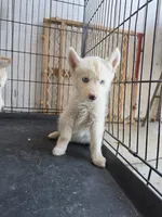 Girl , a female Alaskan Husky for sale in Victorville, CA – 3 of 3
