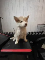 Girl home , a female Alaskan Husky for sale in Victorville, CA – 5 of 5