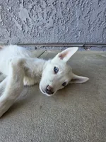 Boy , a male Alaskan Husky for sale in Victorville, CA – 2 of 4
