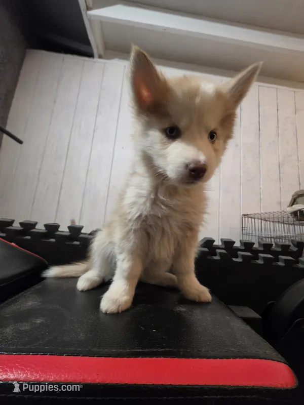 Girl home , a female Alaskan Husky for sale in Victorville, CA – 1 of 5