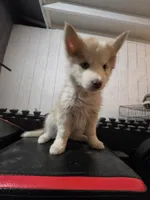 Girl home , a female Alaskan Husky for sale in Victorville, CA – 1 of 5