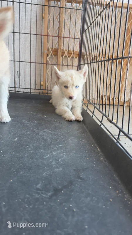 Girl  – Alaskan Husky puppy for sale in Victorville, CA