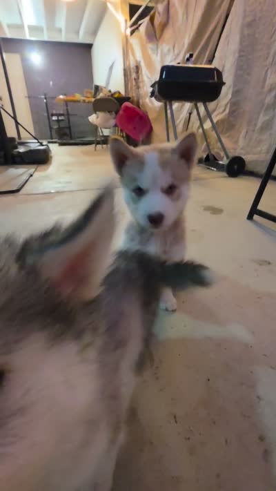 Unknown girl , a female Alaskan Husky for sale in Victorville, CA – 1 of 2