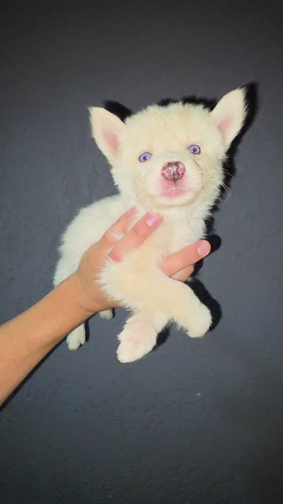 Unknown girl, a female Alaskan Husky for sale in Victorville, CA – 1 of 2