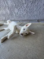 Boy , a male Alaskan Husky for sale in Victorville, CA – 3 of 4