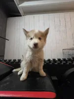 Girl home , a female Alaskan Husky for sale in Victorville, CA – 4 of 5