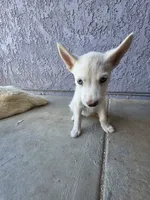 Boy , a male Alaskan Husky for sale in Victorville, CA – 4 of 4