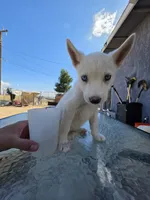 Boy, a male Alaskan Husky for sale in Victorville, CA – 5 of 5