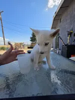 Boy, a male Alaskan Husky for sale in Victorville, CA – 2 of 5
