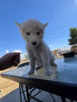 Girl , a female Alaskan Husky for sale in Victorville, CA – 1 of 3