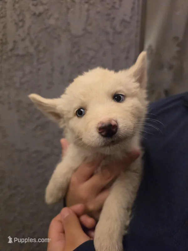 Unknown girl – Alaskan Husky puppy for sale in Victorville, CA