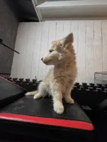 Girl home , a female Alaskan Husky for sale in Victorville, CA – 2 of 5