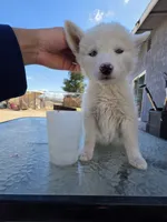 Girl , a female Alaskan Husky for sale in Victorville, CA – 3 of 3