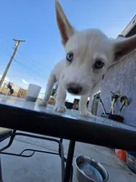 Boy, a male Alaskan Husky for sale in Victorville, CA – 3 of 5