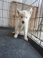 Girl , a female Alaskan Husky for sale in Victorville, CA – 2 of 3