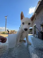Boy, a male Alaskan Husky for sale in Victorville, CA – 4 of 5
