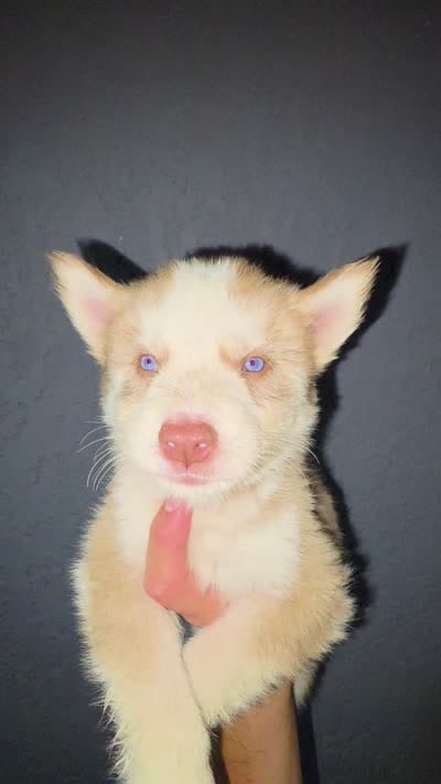 Unknown girl , a female Alaskan Husky for sale in Victorville, CA – 2 of 2