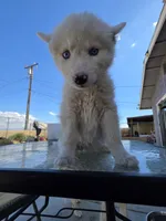 Girl , a female Alaskan Husky for sale in Victorville, CA – 2 of 3