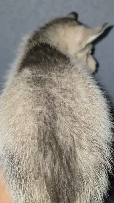 Boy, a male Alaskan Husky for sale in Victorville, CA – 2 of 2