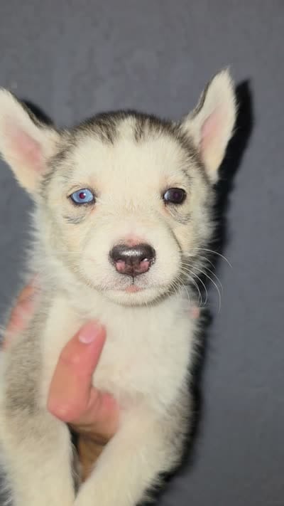 Boy, a male Alaskan Husky for sale in Victorville, CA – 1 of 2