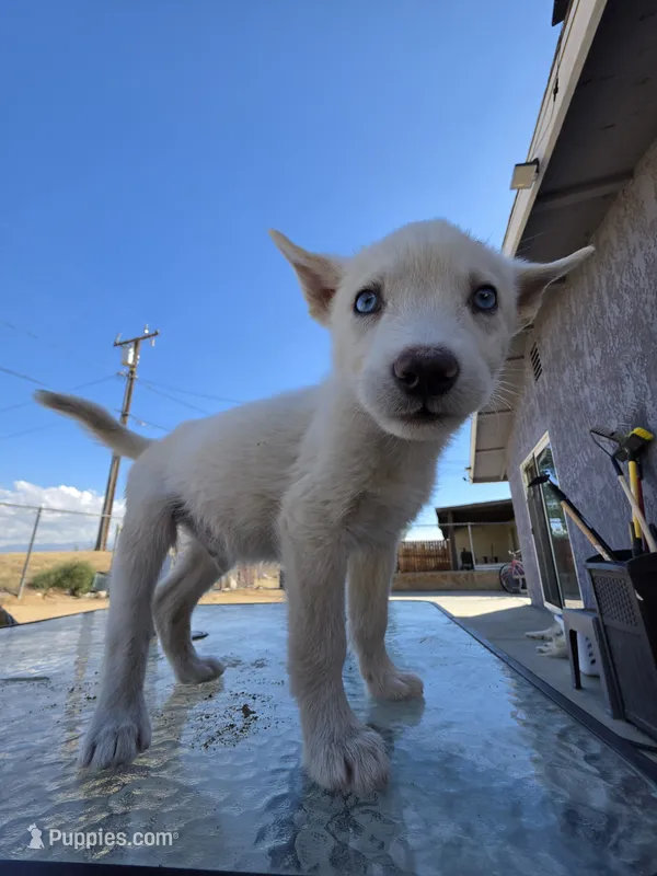 Boy – Alaskan Husky puppy for sale in Victorville, CA