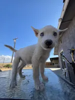 Boy, a male Alaskan Husky for sale in Victorville, CA – 1 of 5