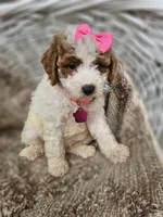 Sophia, a female Goldendoodle and Poodle - Miniature  for sale in Grabill, IN – 3 of 3