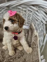 Sophia, a female Goldendoodle and Poodle - Miniature  for sale in Grabill, IN – 2 of 3