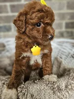 Sunny, a female Goldendoodle and Poodle - Miniature  for sale in Grabill, IN – 3 of 4