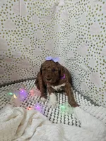 processed/4ddc7c0d-df46-49dc-b0a6-12e3ded278be/listing/37e066aa-cac7-40cc-b6e5-33dc692fc6ce/7cf26509-e4e9-4cc4-8b69-168600ce6608