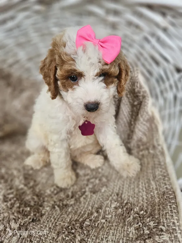 Sophia – Goldendoodle, Poodle - Miniature  puppy for sale in Grabill, IN