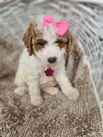 Sophia, a female Goldendoodle and Poodle - Miniature  for sale in Grabill, IN – 1 of 3
