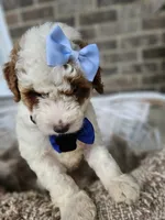 Luca, a male Goldendoodle and Poodle - Miniature  for sale in Grabill, IN – 2 of 7