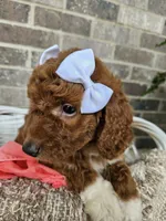 Remy, a female Goldendoodle and Poodle - Miniature  for sale in Grabill, IN – 2 of 4