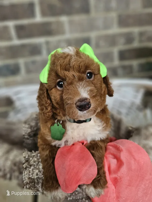 Sayler – Goldendoodle, Poodle - Miniature  puppy for sale in Grabill, IN