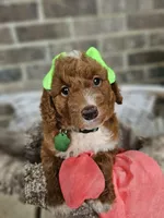 Sayler, a female Goldendoodle and Poodle - Miniature  for sale in Grabill, IN – 1 of 4