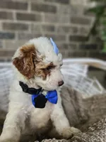 Luca, a male Goldendoodle and Poodle - Miniature  for sale in Grabill, IN – 6 of 7
