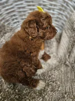 Sunny, a female Goldendoodle and Poodle - Miniature  for sale in Grabill, IN – 4 of 4
