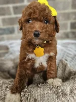 Sunny, a female Goldendoodle and Poodle - Miniature  for sale in Grabill, IN – 2 of 4