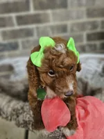 Sayler, a female Goldendoodle and Poodle - Miniature  for sale in Grabill, IN – 4 of 4