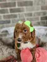 Sayler, a female Goldendoodle and Poodle - Miniature  for sale in Grabill, IN – 2 of 4