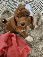 Remy, a female Goldendoodle and Poodle - Miniature  for sale in Grabill, IN – 3 of 4