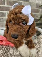 Remy, a female Goldendoodle and Poodle - Miniature  for sale in Grabill, IN – 4 of 4